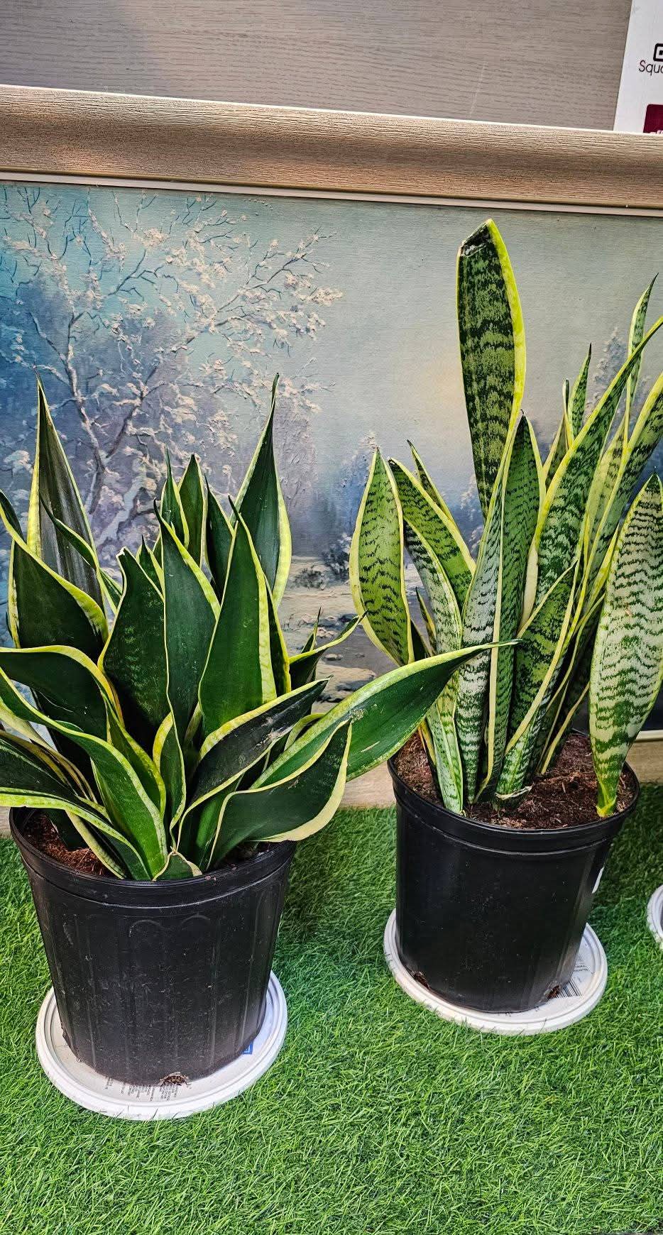 bathroom snake plant Bulk 25" Artificial Snake Plant Bush for Home Bedroom Living Room Bathroom  Indoor Outdoor Decor Wholesale